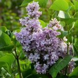 Edelflieder Katherine Havemeyer - Syringa vulgaris Katherine Havemeyer - 3 L-Container, Liefergre 40/60 cm