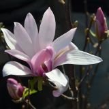 Purpurmagnolie Ricki - Magnolia liliflora Ricki - 4 L-Container, Liefergre 60/80 cm