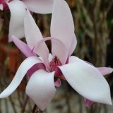 Purpurmagnolie Royal Crown - Magnolia liliflora Royal Crown - 3 L-Container, Liefergre 80/100 cm