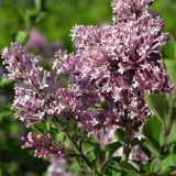 Zwergflieder Palibin - Syringa meyeri Palibin - 3 L-Container, Liefergre 40/60 cm