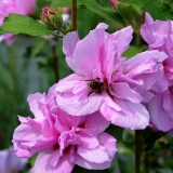 Garteneibisch Ardens  - Hibiscus syriacus Ardens - 3 L-Container, Liefergre 80/100 cm