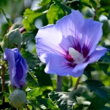 Garteneibisch Blue Bird - Hibiscus syriacus Blue Bird - 3 L-Container, Liefergre 40/60 cm