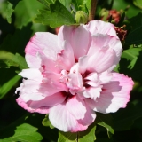 Garteneibisch Lady Stanley - Hibiscus syriacus Lady Stanley - 3 L-Container, Liefergre 40/60 cm