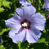 Garteneibisch Marina - Hibiscus syriacus Marina - 3 L-Container, Liefergre 60/80 cm