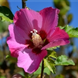 Garteneibisch Woodbridge - Hibiscus syriacus Woodbridge - 3 L-Container, Liefergre 80/100 cm