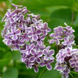 Zweifarbiger Edelflieder Sensation - Syringa vulgaris Sensation - 3 L-Container, Liefergre 40/60 cm