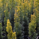 Schmale Suleneibe Fastigiata Robusta - Taxus baccata Fastigiata Robusta - 3 L-Container, Liefergre 60/80 cm