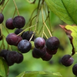 Apfelbeere Hugin - Aronia melanocarpa Hugin - 4 L-Container, Liefergre 60/80 cm