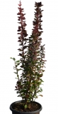 Rote Sulenberberitze Red Pillar - Berberis thunbergii Red Pillar - 7,5 L-Container, Liefergre 80/100 cm