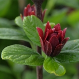 Gewrzstrauch - Calycanthus floridus - 3 L-Container, Liefergre 80/100 cm