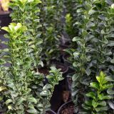 Japanischer Spindelstrauch Green Spire - Euonymus japonica Green Spire - 5 L-Container, Liefergre 60/80 cm