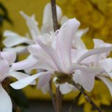 Sternmagnolie Rosea - Magnolia stellata Rosea - 4 L-Container, Liefergre 100/125 cm