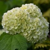 Echter Schneeball Roseum - Viburnum opulus Roseum - 3 L-Container, Liefergre 100/150 cm