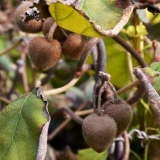 Kiwi Solo - Actinidia chinensis Solo - 7,5 L-Container, Liefergre 80/100 cm, gestbt