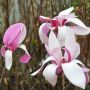 Purpurmagnolie Royal Crown - Magnolia liliflora Royal Crown - 3 L-Container, Liefergre 80/100 cm