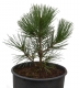 Schlangenhautkiefer - Pinus heldreichii var. leucodermis - 4 L-Container, Liefergre 30/40 cm