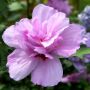 Garteneibisch Ardens  - Hibiscus syriacus Ardens - 3 L-Container, Liefergre 80/100 cm