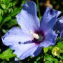 Garteneibisch Blue Bird - Hibiscus syriacus Blue Bird - 3 L-Container, Liefergre 40/60 cm