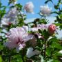 Garteneibisch Lady Stanley - Hibiscus syriacus Lady Stanley - 3 L-Container, Liefergre 40/60 cm