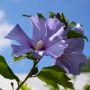 Garteneibisch Marina - Hibiscus syriacus Marina - 3 L-Container, Liefergre 60/80 cm