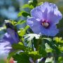 Garteneibisch Marina - Hibiscus syriacus Marina - 3 L-Container, Liefergre 60/80 cm