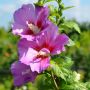 Garteneibisch Woodbridge - Hibiscus syriacus Woodbridge - 3 L-Container, Liefergre 80/100 cm