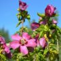 Garteneibisch Woodbridge - Hibiscus syriacus Woodbridge - 3 L-Container, Liefergre 80/100 cm