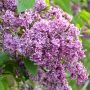 Zweifarbiger Edelflieder Sensation - Syringa vulgaris Sensation - 3 L-Container, Liefergre 40/60 cm