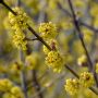 Kornelkirsche/Dirndlstrauch - Cornus mas - 4 L-Container, Liefergre 60/80 cm