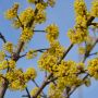 Kornelkirsche/Dirndlstrauch - Cornus mas - 4 L-Container, Liefergre 60/80 cm