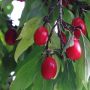 Kornelkirsche/Dirndlstrauch - Cornus mas - 4 L-Container, Liefergre 60/80 cm