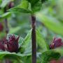 Gewrzstrauch - Calycanthus floridus - 3 L-Container, Liefergre 80/100 cm