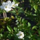 Prunkspiere The Pride - Exochorda x macrantha The Bride - 4 L-Container, Liefergre 30/40 cm