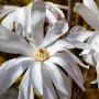 Sternmagnolie Rosea - Magnolia stellata Rosea - 4 L-Container, Liefergre 100/125 cm