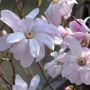 Sternmagnolie Rosea - Magnolia stellata Rosea - 4 L-Container, Liefergre 100/125 cm