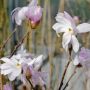 Sternmagnolie Rosea - Magnolia stellata Rosea - 4 L-Container, Liefergre 100/125 cm