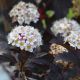 Blasenspiere Red Baron - Physocarpus opulifolius Red Baron - 4 L-Container, Liefergre 100/125 cm