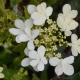 Japanischer Schneeball Watanabe - Viburnum plicatum Watanabe - 3 L-Container, Liefergre 60/80 cm