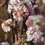 Duft-Schneeball - Viburnum farreri - 3 L-Container, Liefergre 80/100 cm