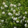 Echter Schneeball Roseum - Viburnum opulus Roseum - 3 L-Container, Liefergre 100/150 cm