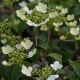 Japanischer Schneeball Summer Snowflake - Viburnum plicatum Summer Snowflake - 4 L-Container, Liefergre 80/100 cm