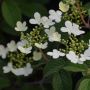 Japanischer Schneeball Summer Snowflake - Viburnum plicatum Summer Snowflake - 4 L-Container, Liefergre 80/100 cm