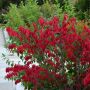 Flgel-Spindelstrauch Chicago Fire - Euonymus alatus Chicago Fire - 10 L-Container, Liefergre 100/125 cm