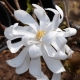 Groe Sternmagnolie Merril - Magnolia loebneri Merril - 3-4 L-Container, Liefergre 80/100 cm